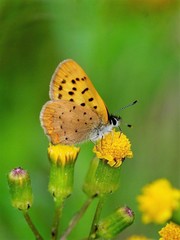 Tharsalea dorcas dorcas