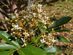 Cossinia pinnata