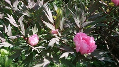 Paeonia suffruticosa