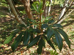 Cossinia pinnata