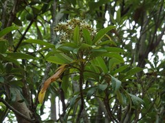 Cossinia pinnata