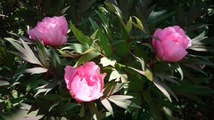 Paeonia suffruticosa
