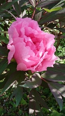 Paeonia suffruticosa