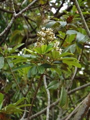 Cossinia pinnata