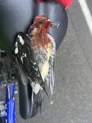 Sphyrapicus ruber ruber