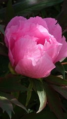 Paeonia suffruticosa