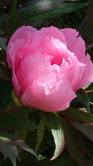 Paeonia suffruticosa