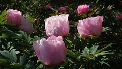 Paeonia suffruticosa
