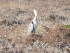Ardea cinerea