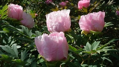 Paeonia suffruticosa
