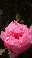 Paeonia suffruticosa