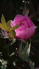 Paeonia suffruticosa