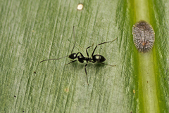 Leptomyrmex burwelli