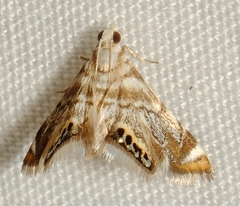 Eoparargyractis irroratalis