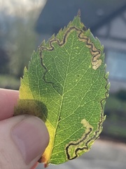 Stigmella anomalella