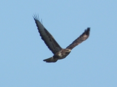 Buteo buteo