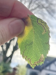 Stigmella anomalella