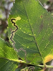 Stigmella anomalella