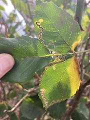 Stigmella anomalella