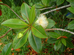 Foetidia mauritiana