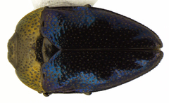 Pachyschelus secedens