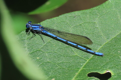 Argia chelata