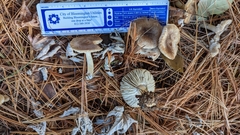 Pseudoomphalina compressipes