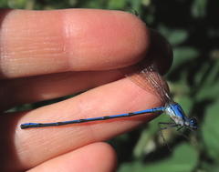 Argia chelata