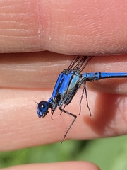 Argia chelata