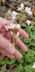 Cardamine bulbosa