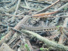 Cobitis taenia
