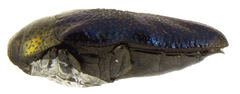 Pachyschelus secedens