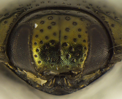 Pachyschelus secedens