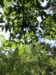 Acer carpinifolium
