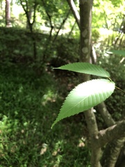 Acer carpinifolium