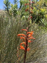Watsonia stokoei