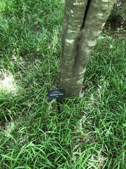 Acer carpinifolium