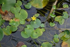 Nymphoides crenata