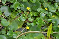 Nymphoides crenata
