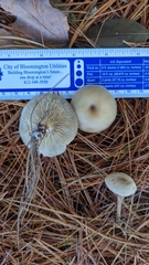 Pseudoomphalina compressipes