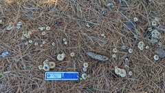 Pseudoomphalina compressipes