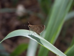 Callimormus saturnus