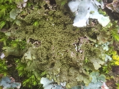 Melanohalea elegantula