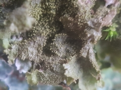 Melanohalea elegantula