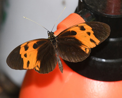 Heliconius numata
