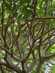 Polyscias cutispongia