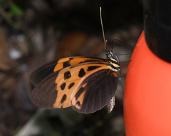 Heliconius numata
