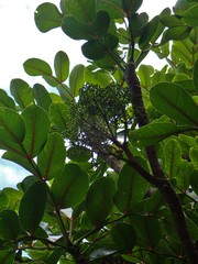 Polyscias cutispongia