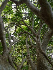 Polyscias cutispongia