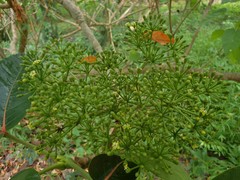 Polyscias cutispongia